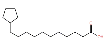 11-Cyclopentylundecanoic acid